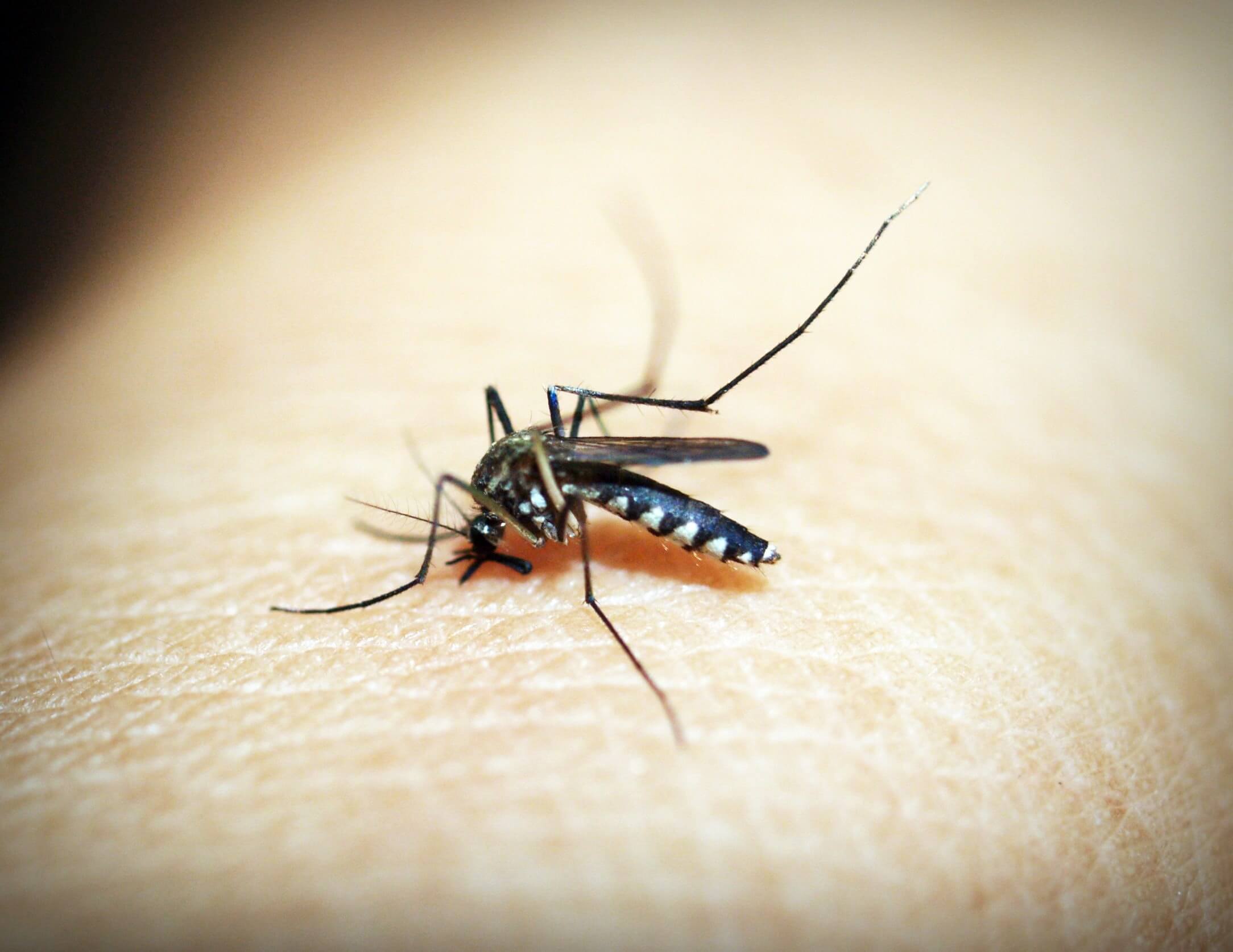 Preventing & Treating Bug Bites