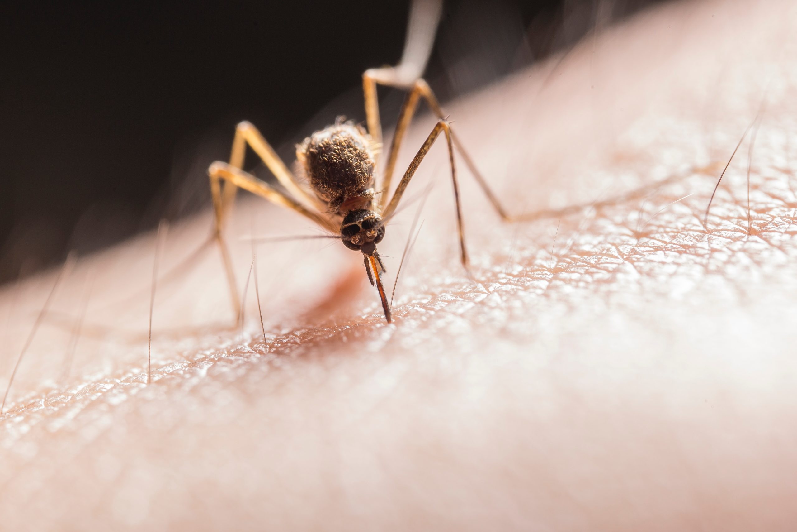 Can a mosquito bite you over your pants? - Quora